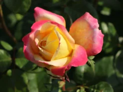 Edelrose 'Oriental Peace' ® -Deutschland Garten Funk Verkaufs-Shop edelrose pullmann orient express m056203 w 6
