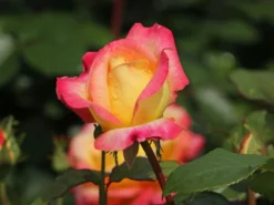Edelrose 'Oriental Peace' ® -Deutschland Garten Funk Verkaufs-Shop edelrose pullmann orient express m056203 w 7