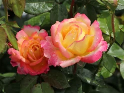 Edelrose 'Oriental Peace' ® -Deutschland Garten Funk Verkaufs-Shop edelrose pullmann orient express m056203 w 8