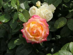 Edelrose 'Oriental Peace' ® -Deutschland Garten Funk Verkaufs-Shop edelrose pullmann orient express m056203 w 9