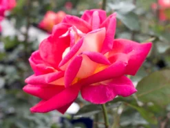 Edelrose 'Rebecca' ®