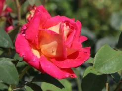 Edelrose 'Rebecca' ® 20 Edelrose 'Rebecca' ® -Deutschland Garten Funk Verkaufs-Shop edelrose rebecca m005966 w 1