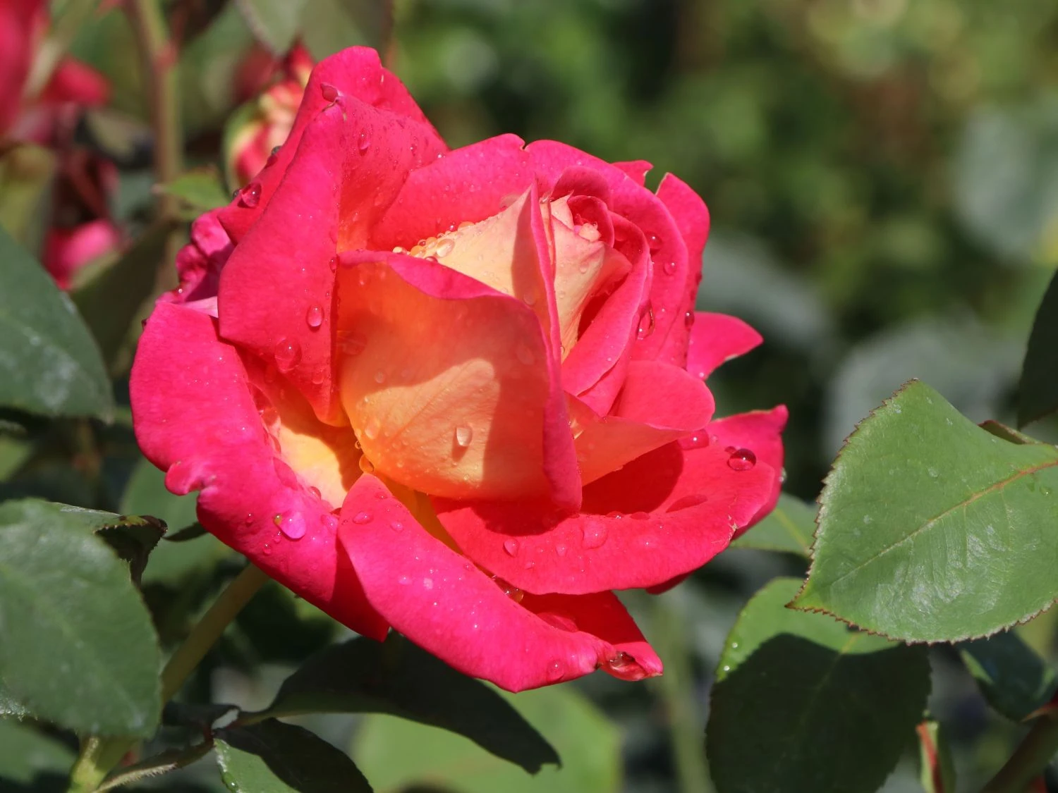 Edelrose 'Rebecca' ® 7 Edelrose 'Rebecca' ® – Bild 7