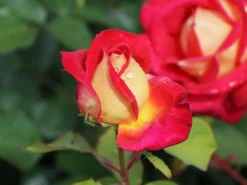 Edelrose 'Rebecca' ® 22 Edelrose 'Rebecca' ® -Deutschland Garten Funk Verkaufs-Shop edelrose rebecca m005966 w 10