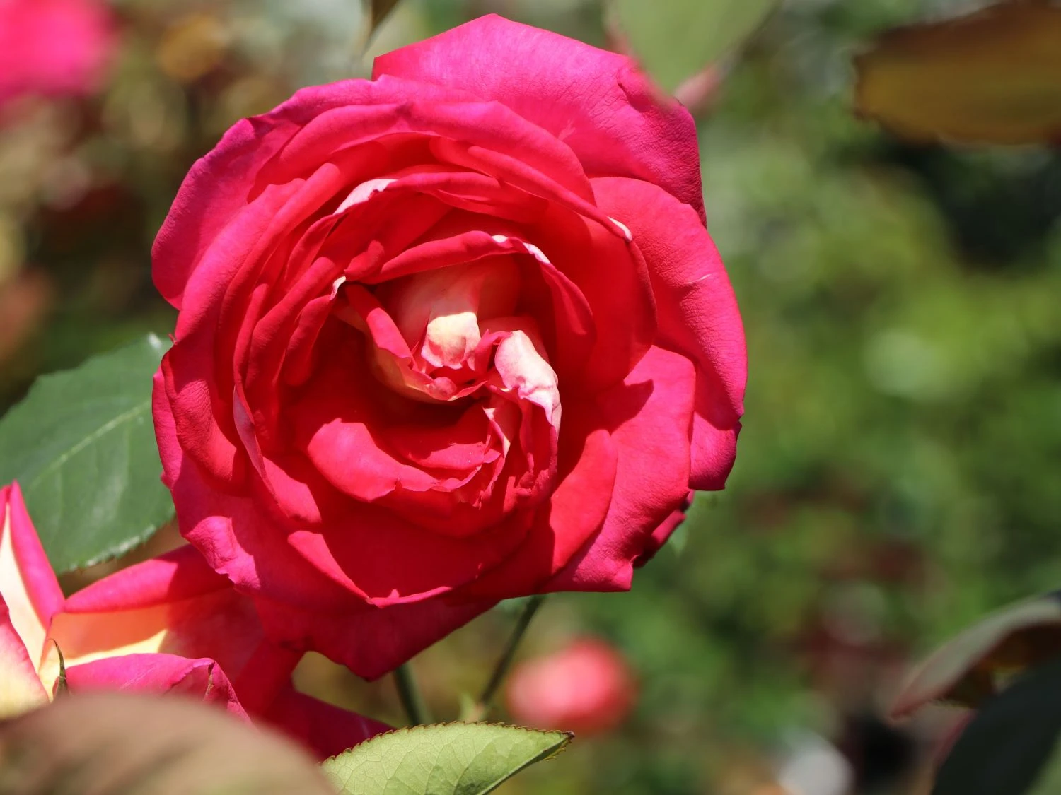 Edelrose 'Rebecca' ® 12 Edelrose 'Rebecca' ® – Bild 12