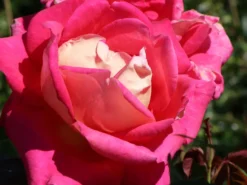 Edelrose 'Rebecca' ® 26 Edelrose 'Rebecca' ® -Deutschland Garten Funk Verkaufs-Shop edelrose rebecca m005966 w 2