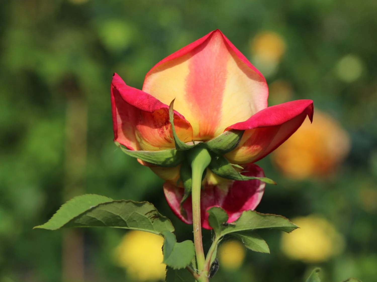 Edelrose 'Rebecca' ® 2 Edelrose 'Rebecca' ® – Bild 2