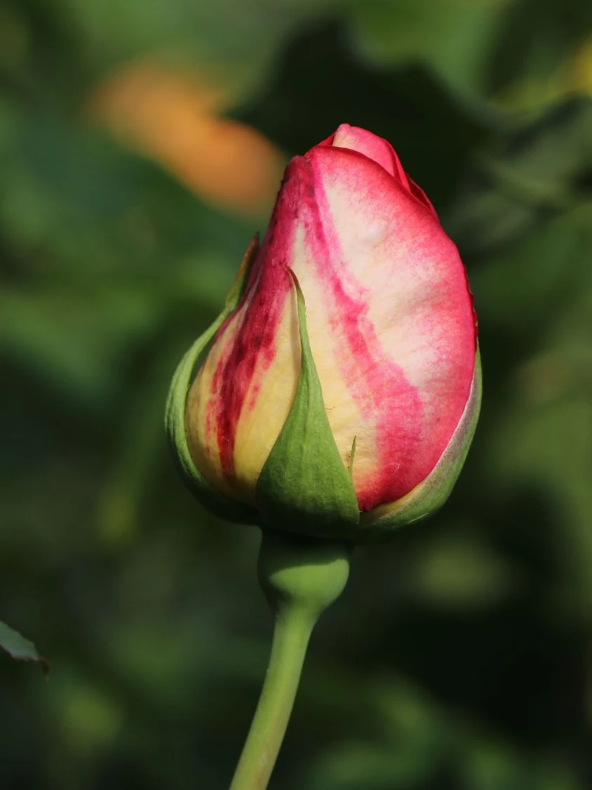 Edelrose 'Rebecca' ® 5 Edelrose 'Rebecca' ® – Bild 5