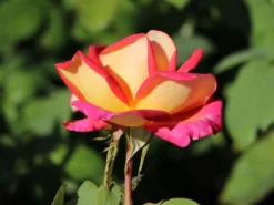 Edelrose 'Rebecca' ® 21 Edelrose 'Rebecca' ® -Deutschland Garten Funk Verkaufs-Shop edelrose rebecca m005966 w 8