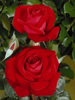 Edelrose 'Red Brokat ®'