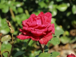 Edelrose 'Red Intuition' ® -Deutschland Garten Funk Verkaufs-Shop edelrose red intuition m122078 w 1
