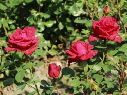 Edelrose 'Red Intuition' ® -Deutschland Garten Funk Verkaufs-Shop edelrose red intuition m122078 w 2