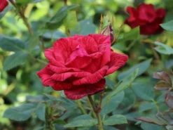 Edelrose 'Red Intuition' ® -Deutschland Garten Funk Verkaufs-Shop edelrose red intuition m122078 w 3