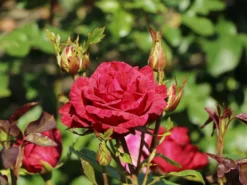 Edelrose 'Red Intuition' ® -Deutschland Garten Funk Verkaufs-Shop edelrose red intuition m122078 w 4
