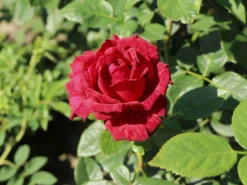 Edelrose 'Red Intuition' ® -Deutschland Garten Funk Verkaufs-Shop edelrose red intuition m122078 w 5