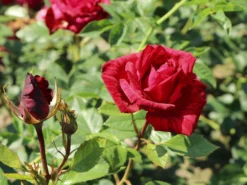 Edelrose 'Red Intuition' ® -Deutschland Garten Funk Verkaufs-Shop edelrose red intuition m122078 w 6