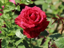Edelrose 'Red Intuition' ® -Deutschland Garten Funk Verkaufs-Shop edelrose red intuition m122078 w 7