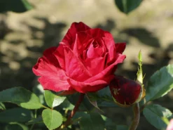 Edelrose 'Red Intuition' ® -Deutschland Garten Funk Verkaufs-Shop edelrose red intuition m122078 w 8