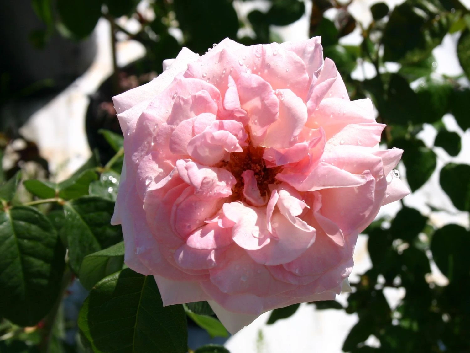 Edelrose 'Schloss Ippenburg' ® 2 Edelrose 'Schloss Ippenburg' ® – Bild 2