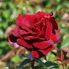 Edelrose 'Schwarze Madonna' ®