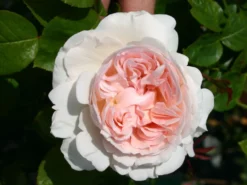 Strauchrose 'Sebastian KNEIPP' ® -Deutschland Garten Funk Verkaufs-Shop edelrose sebastian kneipp m002722 w 1