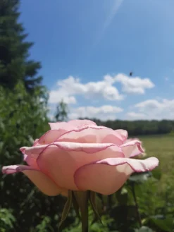 Edelrose 'Souvenir De Baden-Baden' -Deutschland Garten Funk Verkaufs-Shop edelrose souvenir de baden baden m046815 193676 0