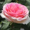Edelrose 'Souvenir De Baden-Baden'
