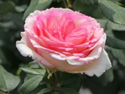 Edelrose 'Souvenir De Baden-Baden'