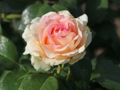 Edelrose 'Souvenir De Baden-Baden' -Deutschland Garten Funk Verkaufs-Shop edelrose souvenir de baden baden m046815 w 0 1