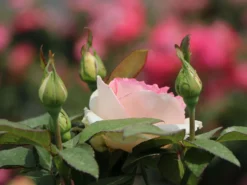 Edelrose 'Souvenir De Baden-Baden' -Deutschland Garten Funk Verkaufs-Shop edelrose souvenir de baden baden m046815 w 0