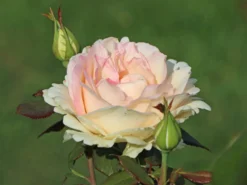 Edelrose 'Souvenir De Baden-Baden' -Deutschland Garten Funk Verkaufs-Shop edelrose souvenir de baden baden m046815 w 1 1