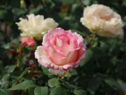 Edelrose 'Souvenir De Baden-Baden' -Deutschland Garten Funk Verkaufs-Shop edelrose souvenir de baden baden m046815 w 2 1