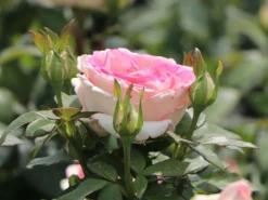 Edelrose 'Souvenir De Baden-Baden' -Deutschland Garten Funk Verkaufs-Shop edelrose souvenir de baden baden m046815 w 2