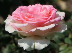 Edelrose 'Souvenir De Baden-Baden' -Deutschland Garten Funk Verkaufs-Shop edelrose souvenir de baden baden m046815 w 4