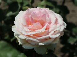 Edelrose 'Souvenir De Baden-Baden' -Deutschland Garten Funk Verkaufs-Shop edelrose souvenir de baden baden m046815 w 5