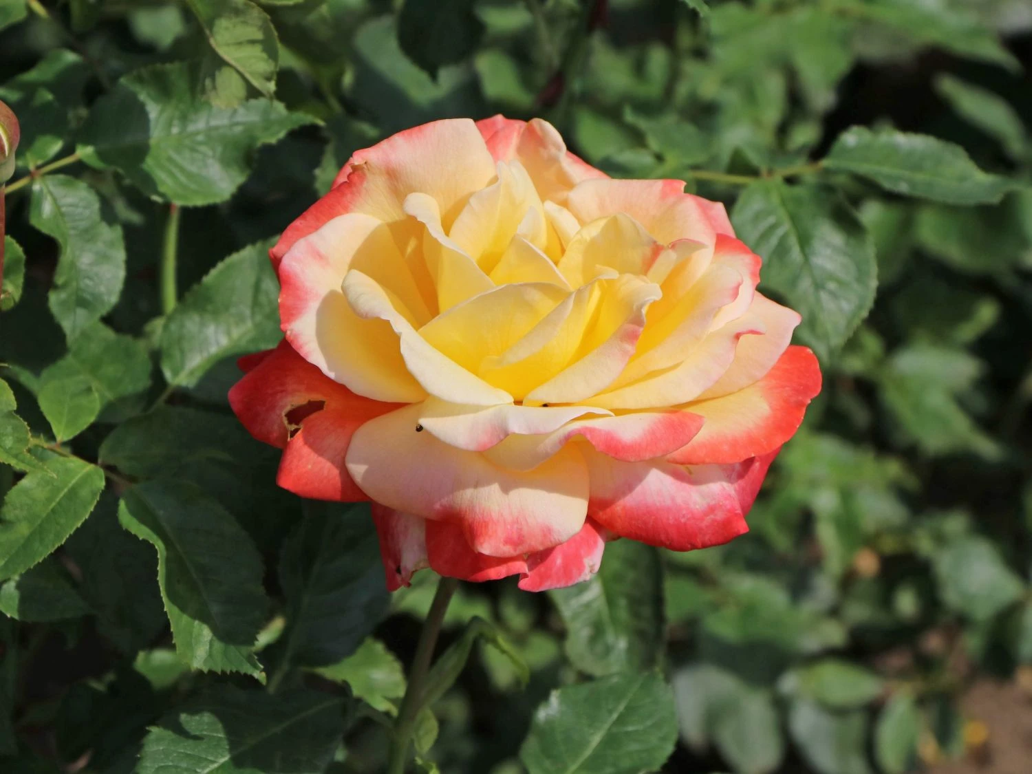 Edelrose 'Speelwark' ® 1 Edelrose 'Speelwark' ®