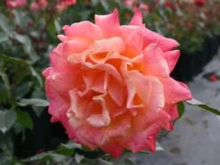 Edelrose 'Speelwark' ® 16 Edelrose 'Speelwark' ® -Deutschland Garten Funk Verkaufs-Shop edelrose speelwark m002732 w 0