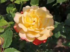 Edelrose 'Speelwark' ® 15 Edelrose 'Speelwark' ® -Deutschland Garten Funk Verkaufs-Shop edelrose speelwark m002732 w 1