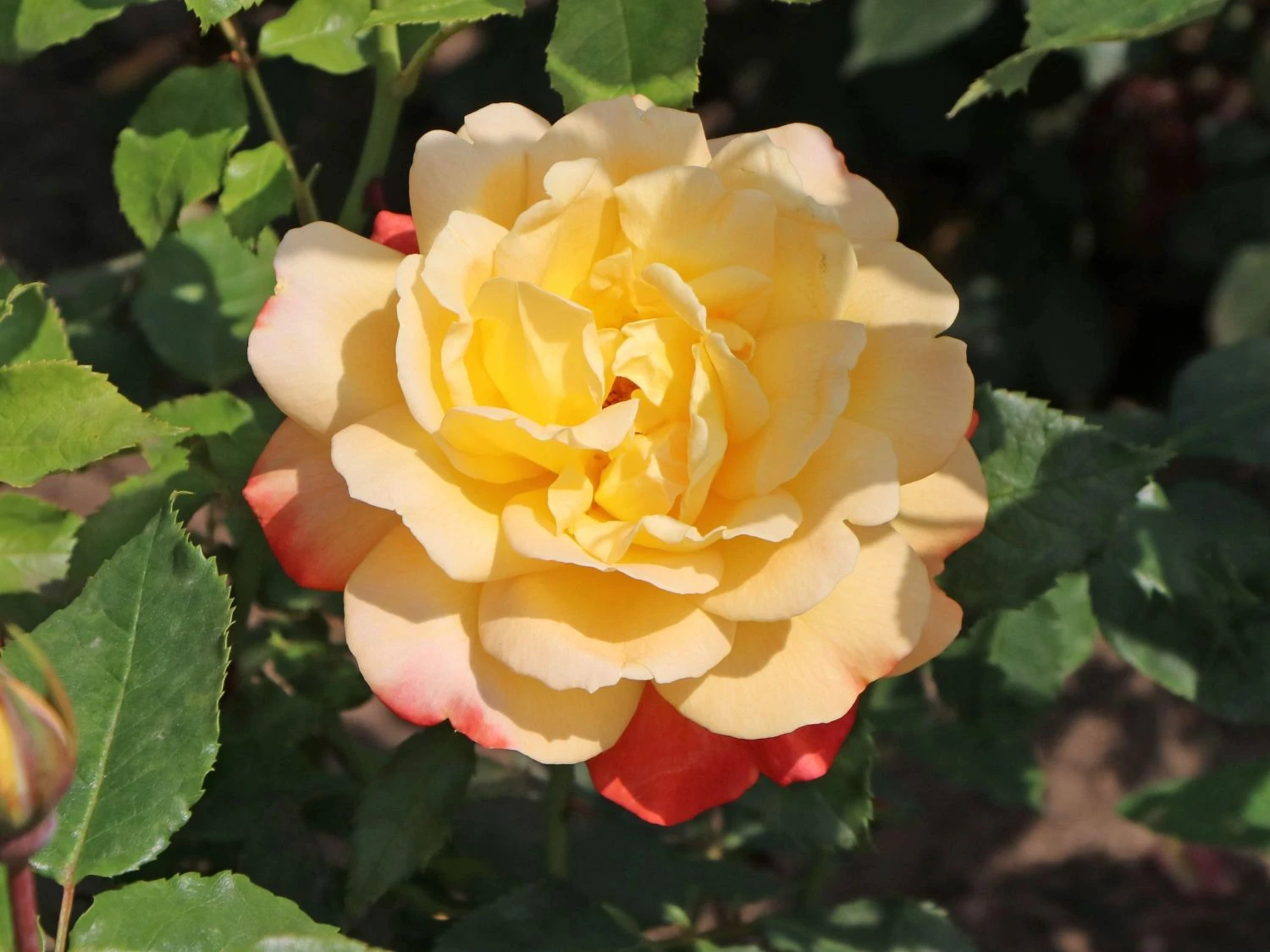 Edelrose 'Speelwark' ® 5 Edelrose 'Speelwark' ® – Bild 5