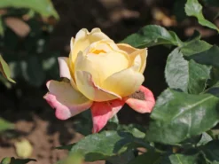 Edelrose 'Speelwark' ® 14 Edelrose 'Speelwark' ® -Deutschland Garten Funk Verkaufs-Shop edelrose speelwark m002732 w 2