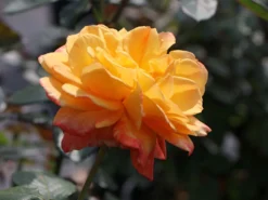 Edelrose 'Speelwark' ® 13 Edelrose 'Speelwark' ® -Deutschland Garten Funk Verkaufs-Shop edelrose speelwark m002732 w 3