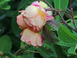 Edelrose 'Speelwark' ® 17 Edelrose 'Speelwark' ® -Deutschland Garten Funk Verkaufs-Shop edelrose speelwark m002732 w 4