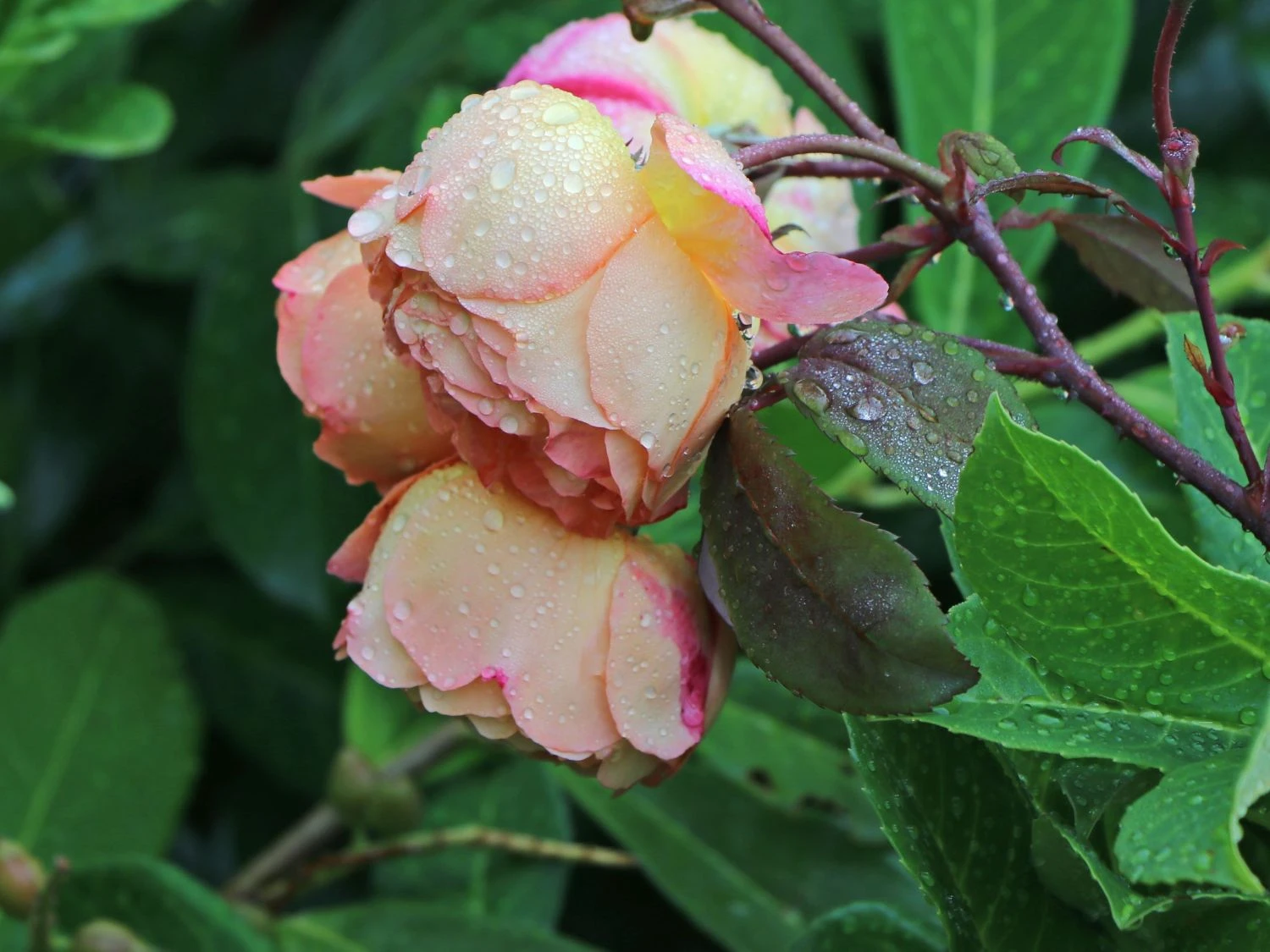 Edelrose 'Speelwark' ® 7 Edelrose 'Speelwark' ® – Bild 7