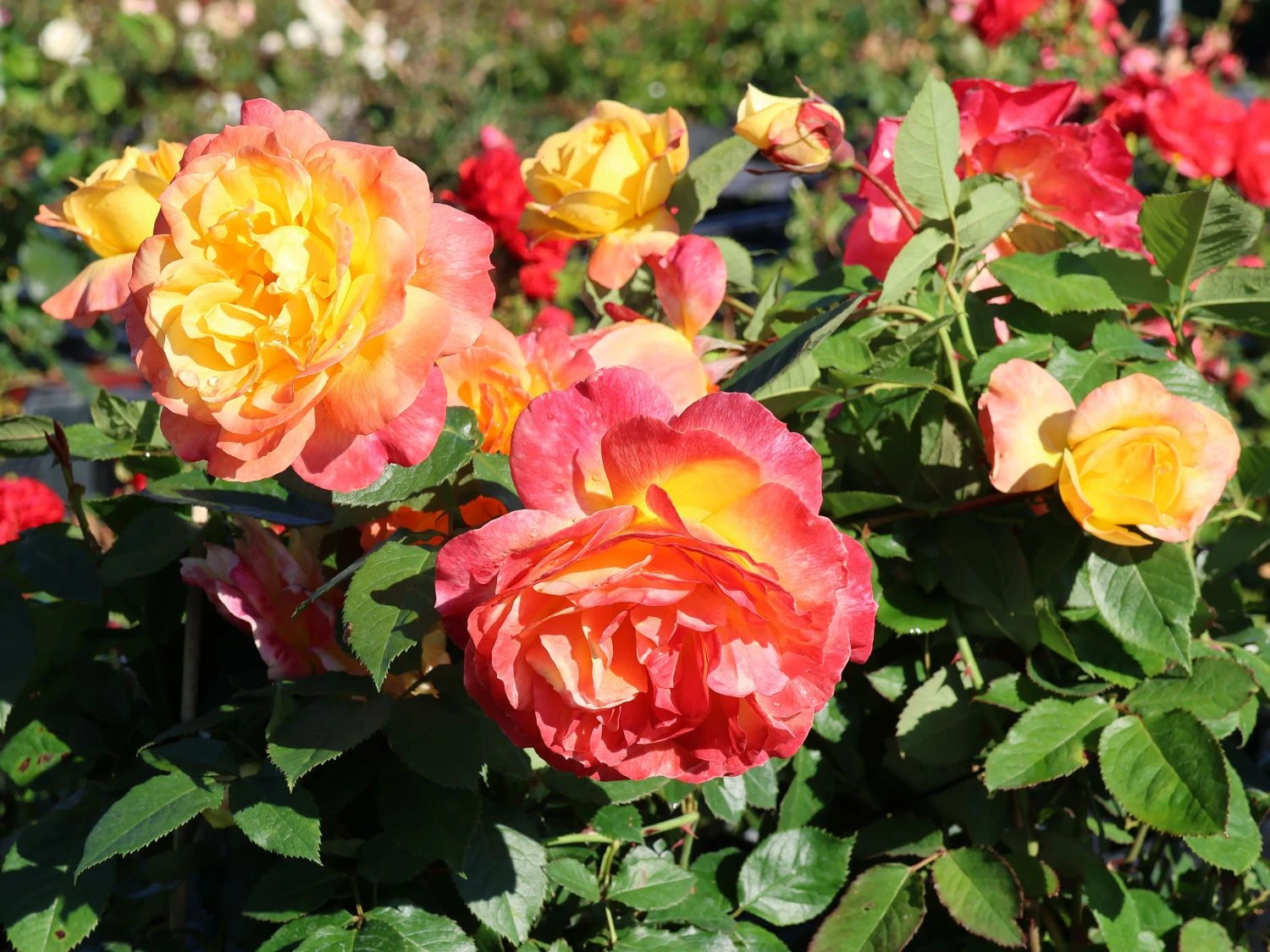 Edelrose 'Speelwark' ® 2 Edelrose 'Speelwark' ® – Bild 2