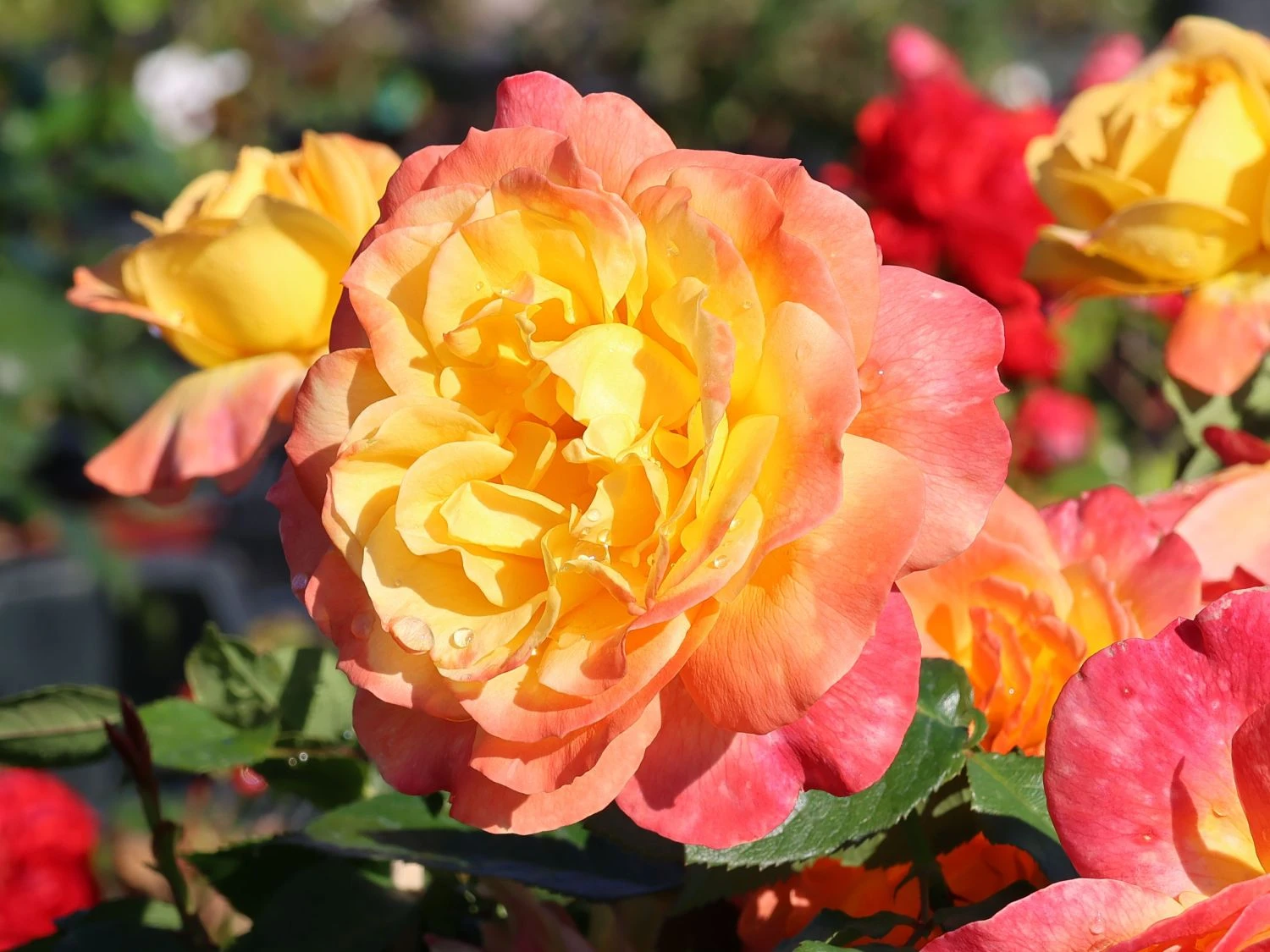 Edelrose 'Speelwark' ® 8 Edelrose 'Speelwark' ® – Bild 8