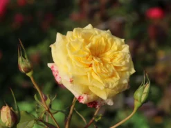 Edelrose 'Sterntaler' ®