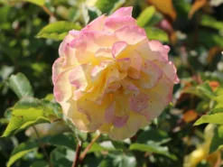 Edelrose 'Sterntaler' ® -Deutschland Garten Funk Verkaufs-Shop edelrose sterntaler m006094 w 0