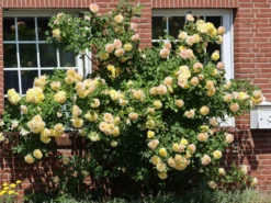 Edelrose 'Sterntaler' ® -Deutschland Garten Funk Verkaufs-Shop edelrose sterntaler m006094 w 2