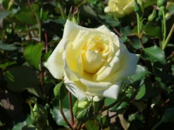 Edelrose 'Sterntaler' ® -Deutschland Garten Funk Verkaufs-Shop edelrose sterntaler m006094 w 3