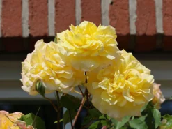 Edelrose 'Sterntaler' ® -Deutschland Garten Funk Verkaufs-Shop edelrose sterntaler m006094 w 5